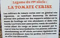 12 - Legume du 19e - La Tomate Cerise.jpg